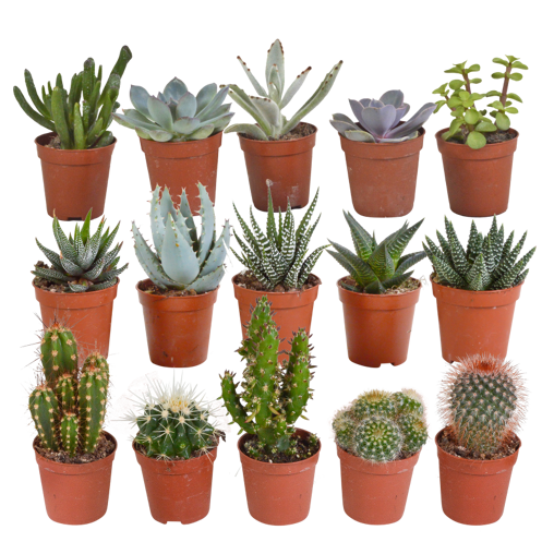 Cactus en vetplanten mix 15 stuks in pot